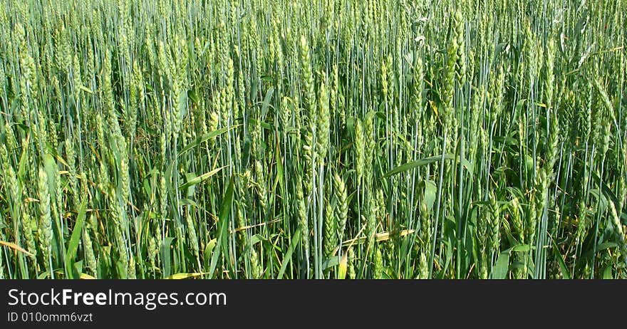 A brigh green grass background texture