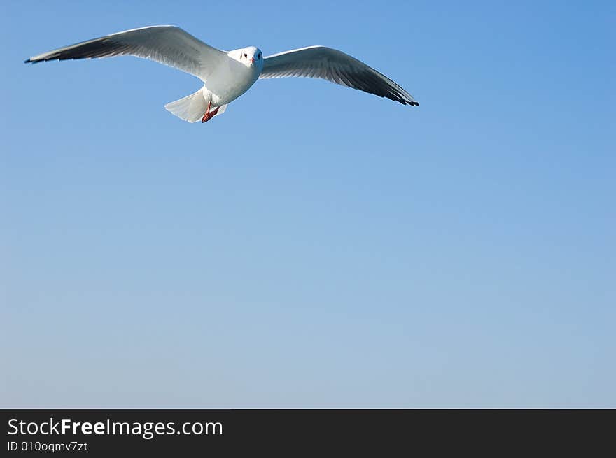 Seagull In Flight