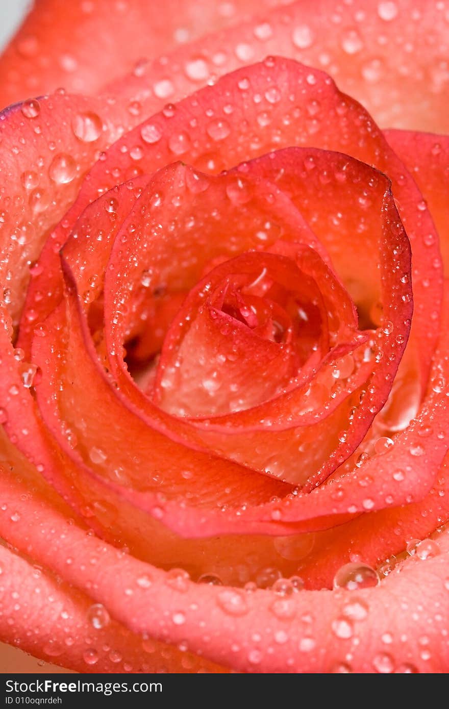 Close-up of pink rose with water drops