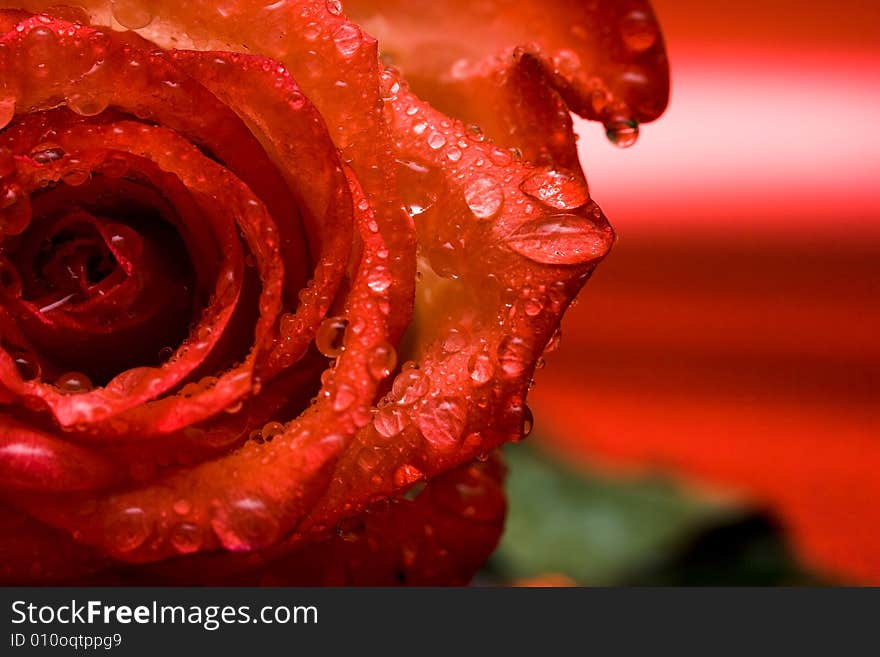 Close-up of red rose with water drops