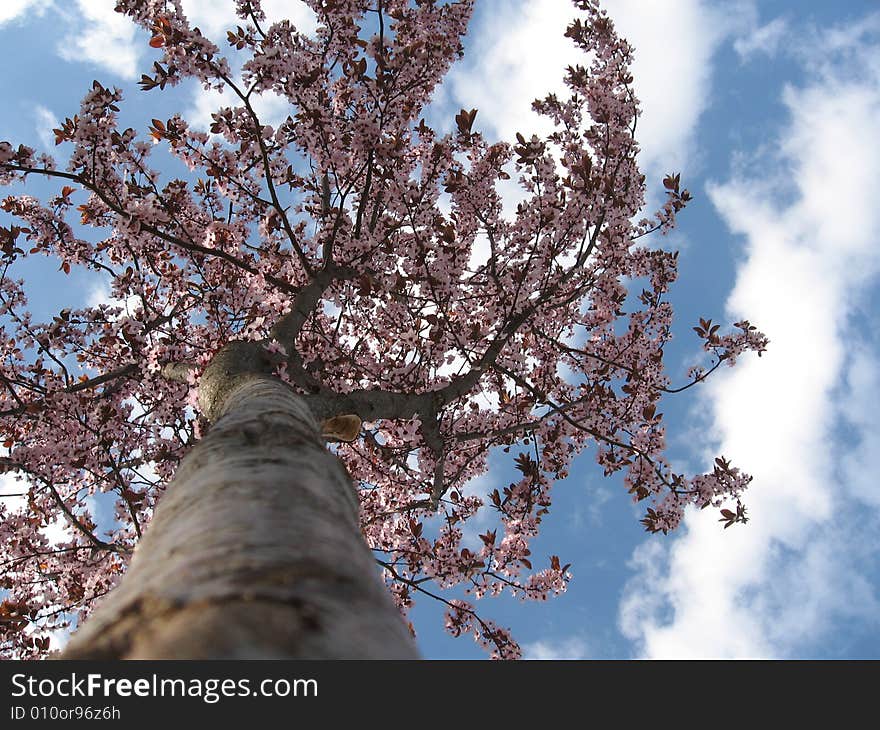 It´s first tree with a blossoms on spring. It´s first tree with a blossoms on spring