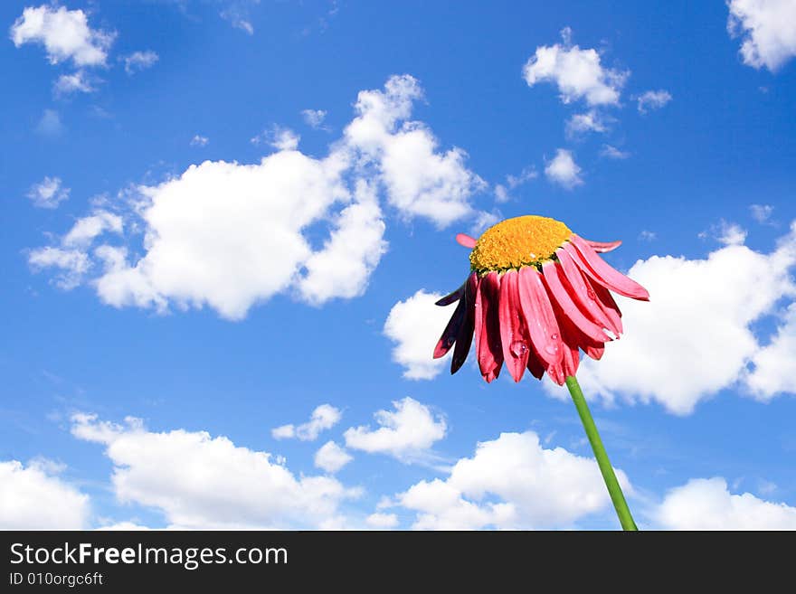 Camomile beautiful on blue sky