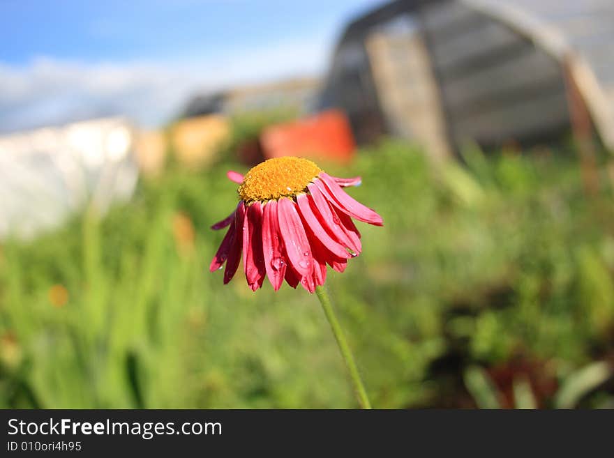 Camomiles beautiful on nature background