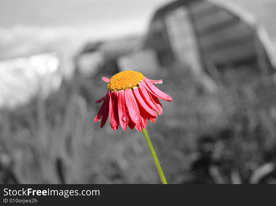 Camomiles beautiful pink, nature background