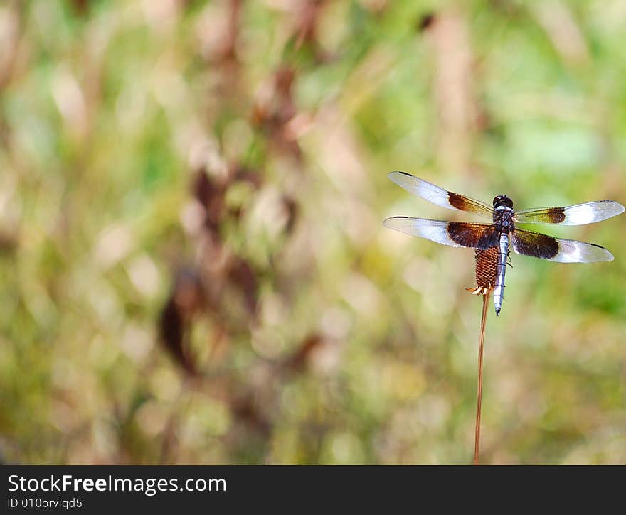 Black and blue dragonfly on right side of frame, lots of space on left side. Black and blue dragonfly on right side of frame, lots of space on left side.