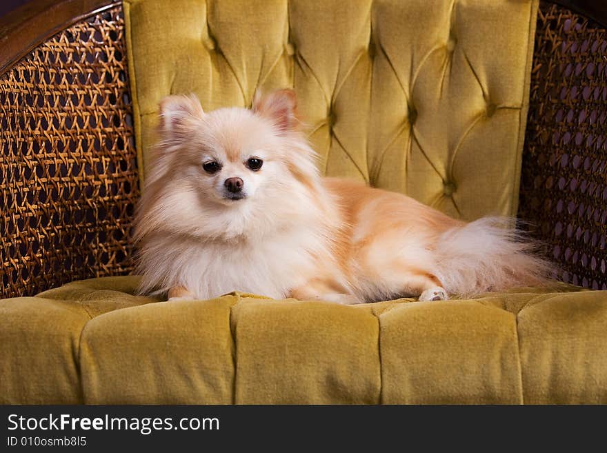 Cute Pomeranian puppy resting on a gold velvet chair. Cute Pomeranian puppy resting on a gold velvet chair.