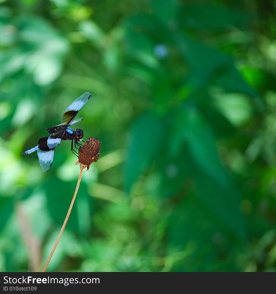 Colorful Dragonfly with Green Background