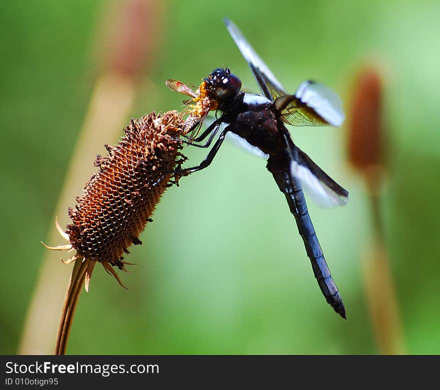 A black and blue dragonfly eating a bee