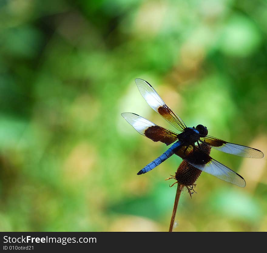 Dragonfly in Shadow and Light