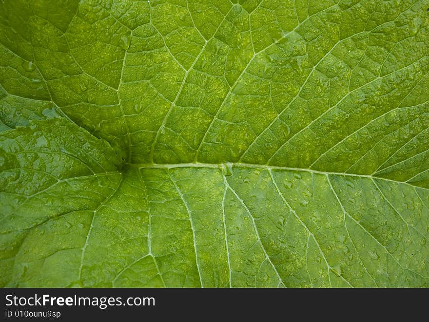 The invoice of the green sheet inula