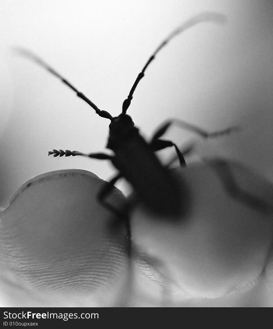 Beetle sitting on a human fingers