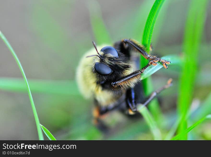 Macro shot of bumble bee. Macro shot of bumble bee