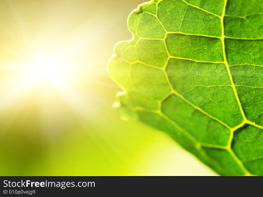 Green leaf (shallow DoF)