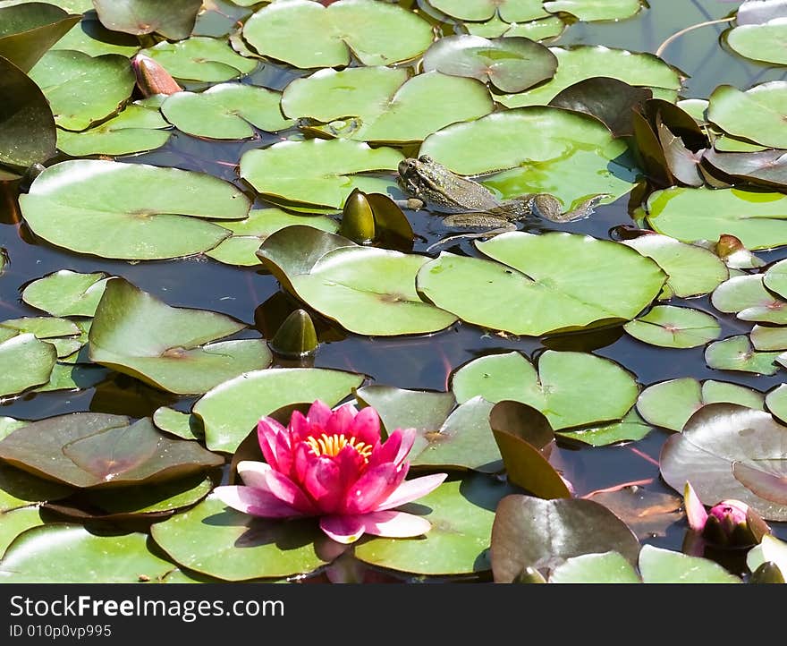 Beautiful pink water lily