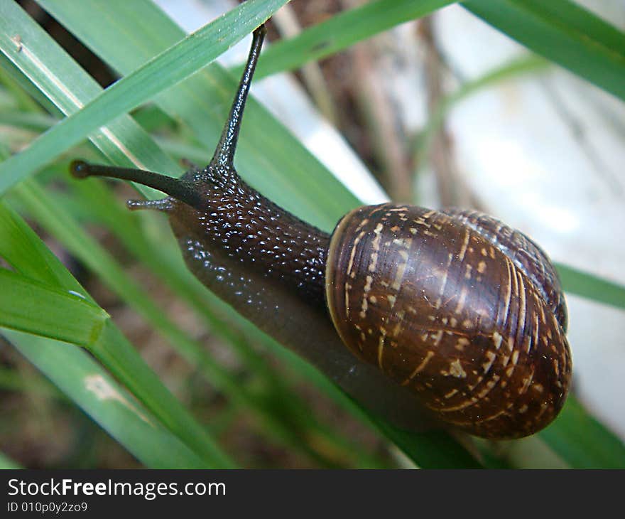 Snail, helix, cameo-shell, cochlea, nature, природа, улитка