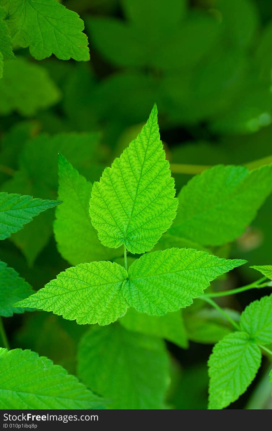 Beautiful green leafs with texture