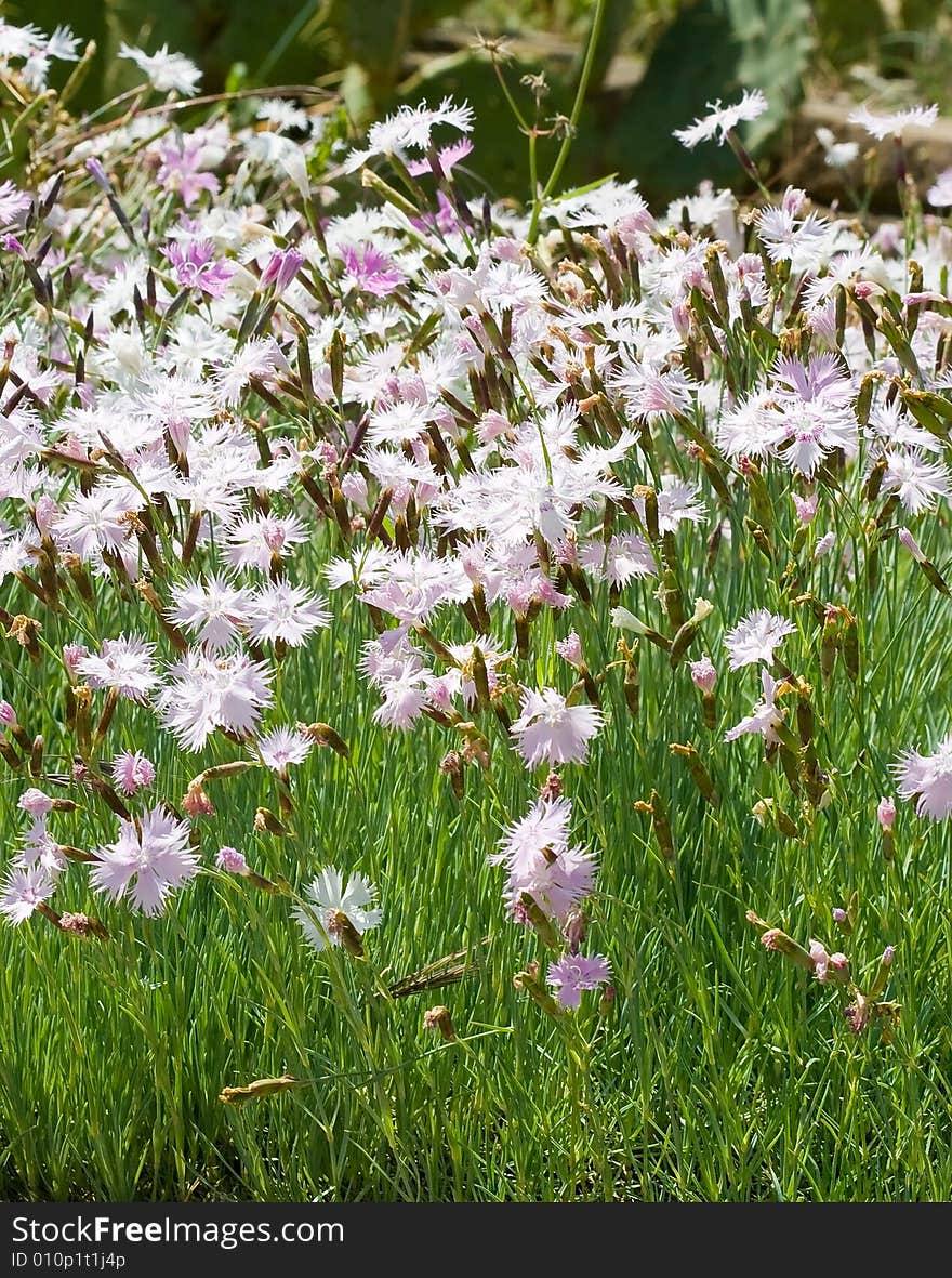 Many pink flowers