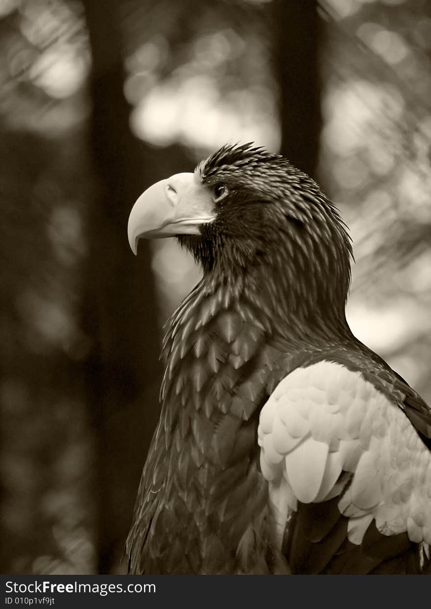 Large eagle looking at the left side. Large eagle looking at the left side