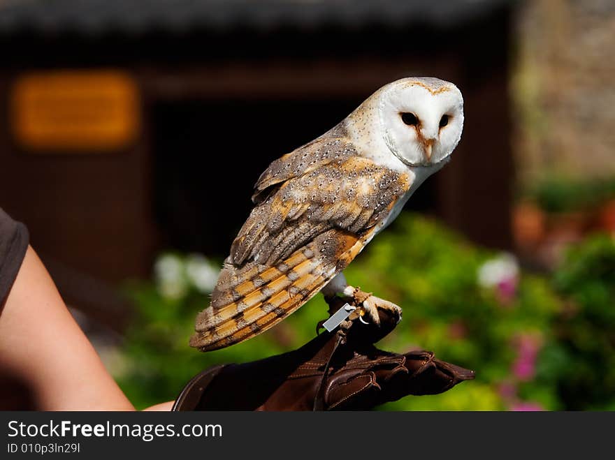 Close-up of a beautiful barn owl (Tyto alba) on the glove of a falconer