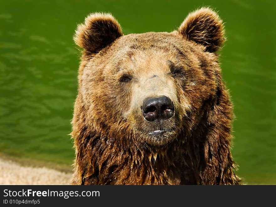 Brown bear