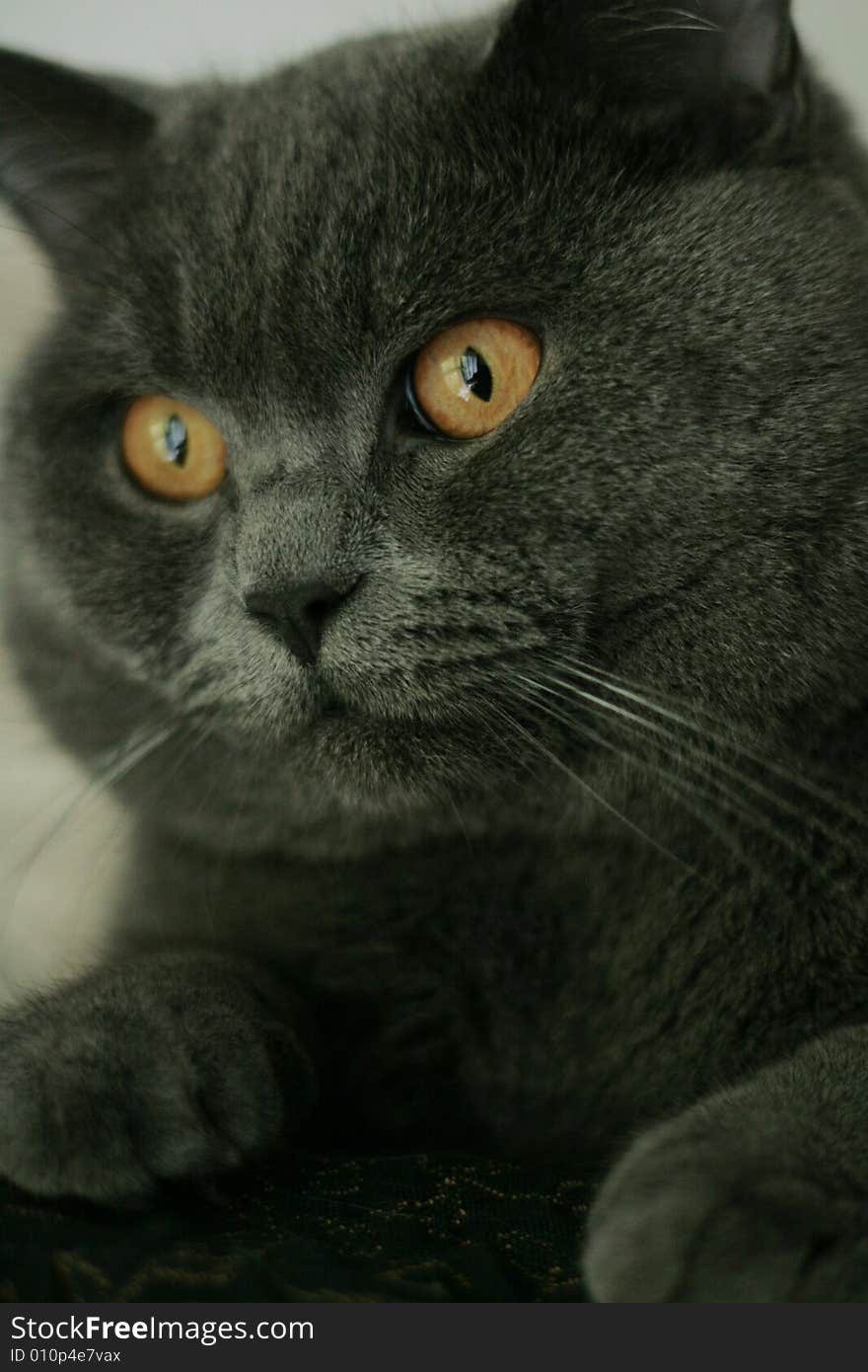 Breed British Shorthair Cat with orange eyes