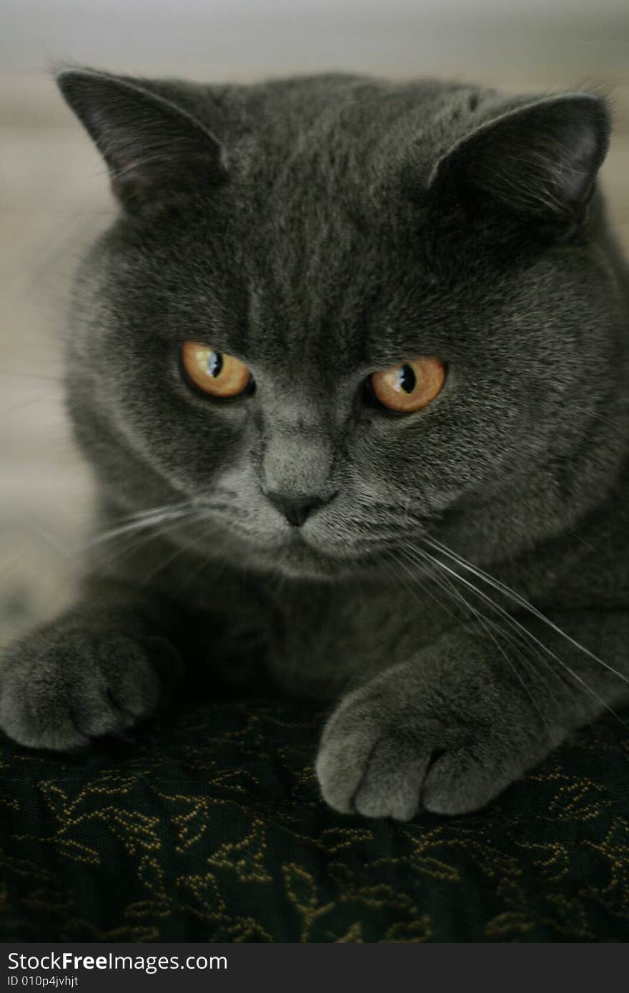 British Shorthair cat with orange eyes