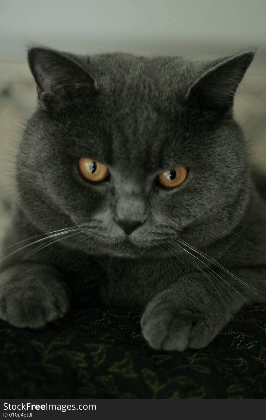 British Shorthair cat with orange eyes