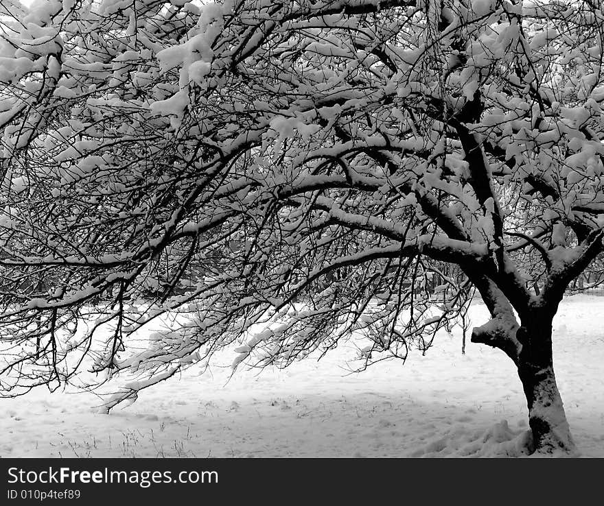 A beautiful tree is brought white snow in winter