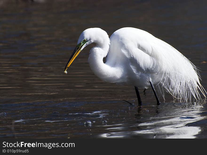 Egret catch fish in a bill