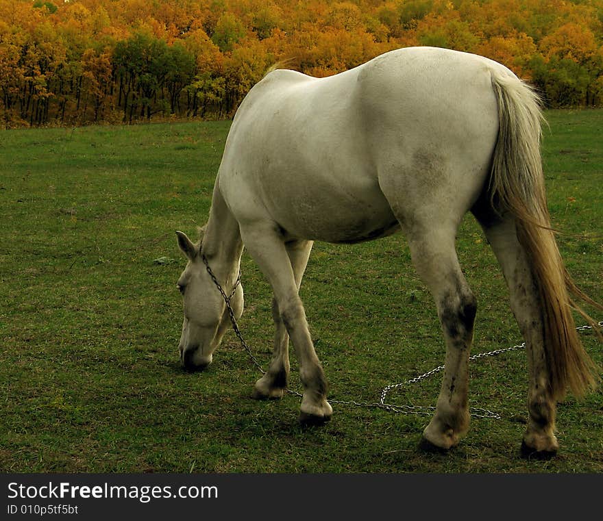 A white horse on the green field eats a grass