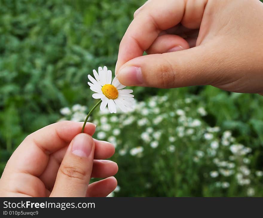 The girl guesses on love on a meadow camomile. The girl guesses on love on a meadow camomile