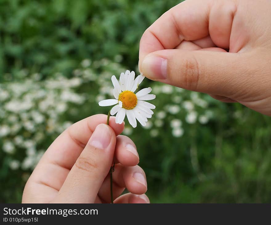 The girl guesses on love on a meadow camomile. The girl guesses on love on a meadow camomile