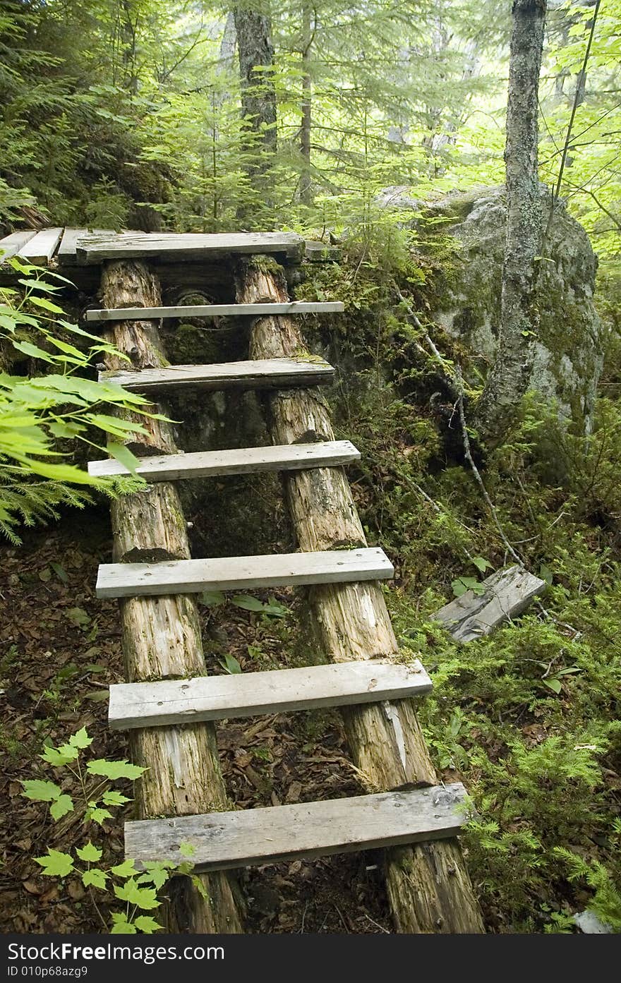 Wood stairs made to cross an accidented forest trail