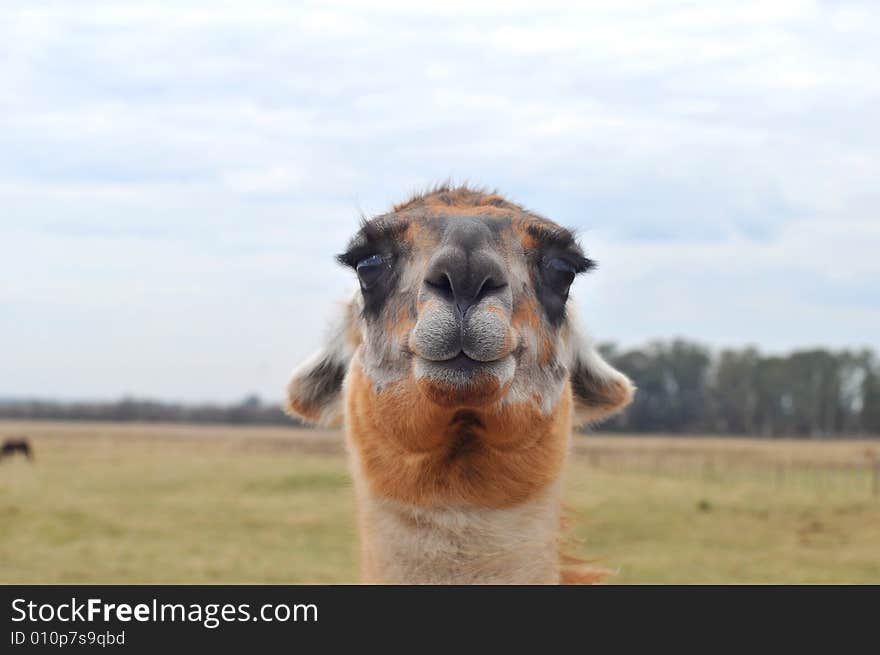 An argentinian lama, smailing at the camera. An argentinian lama, smailing at the camera