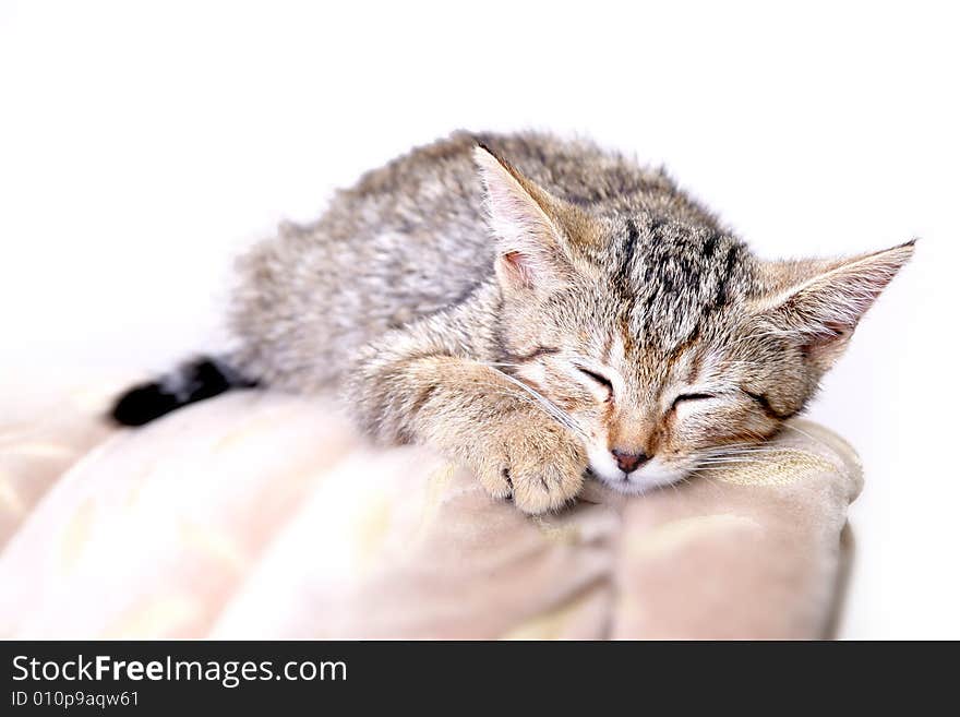 Photo of young grey cat. Photo of young grey cat