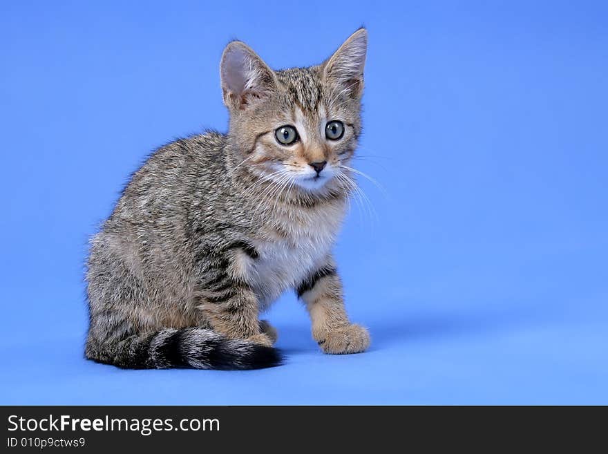 Kitty on blue background