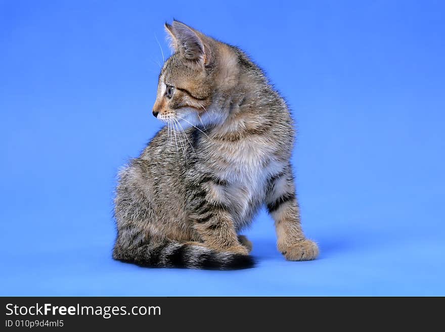 Kitty on blue background