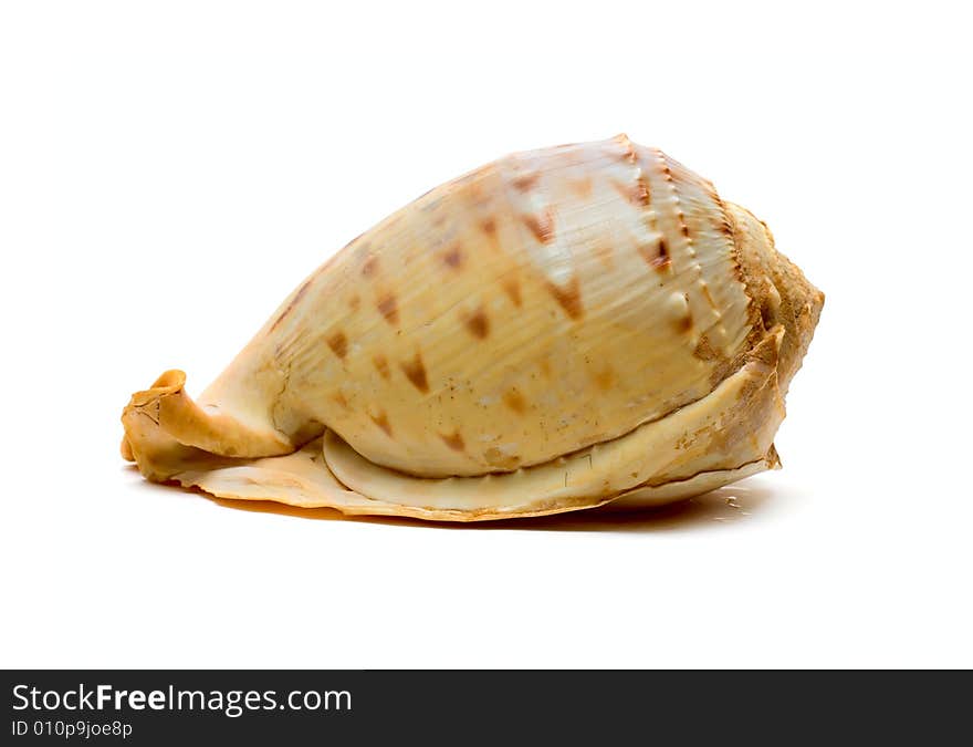 Ocean cockleshell isolated on white