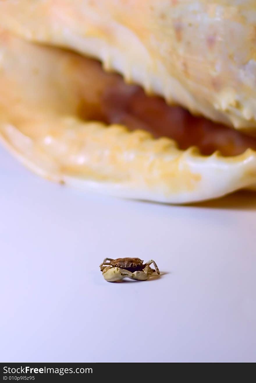 Ocean Cockleshell And Small Crab