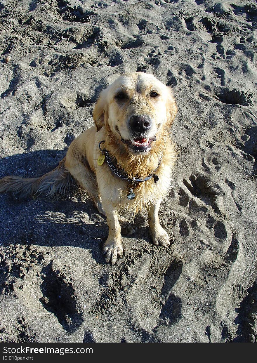 Dirty and wet golden retriever dog at the beach waiting for the ball to be thrown to play fetch. Dirty and wet golden retriever dog at the beach waiting for the ball to be thrown to play fetch.