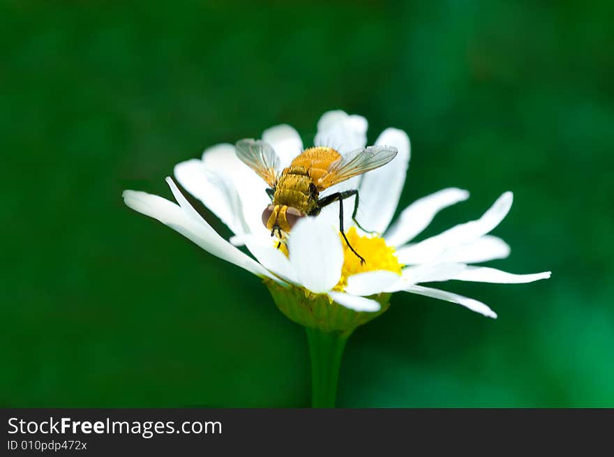 Close fly on a Flower