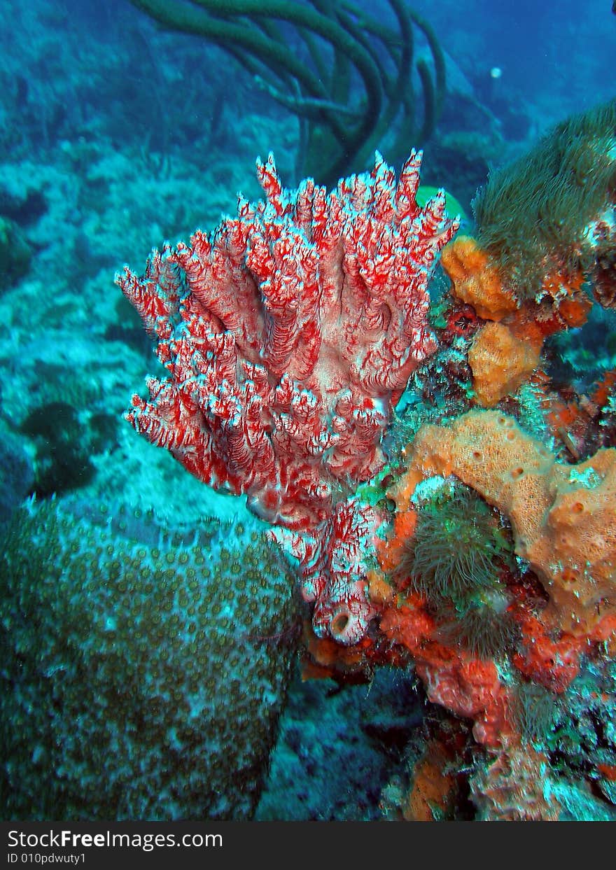 This coral reef image was taken at Lighthouse ledge reef off the coast of Pompano Beach, Florida. This coral reef image was taken at Lighthouse ledge reef off the coast of Pompano Beach, Florida