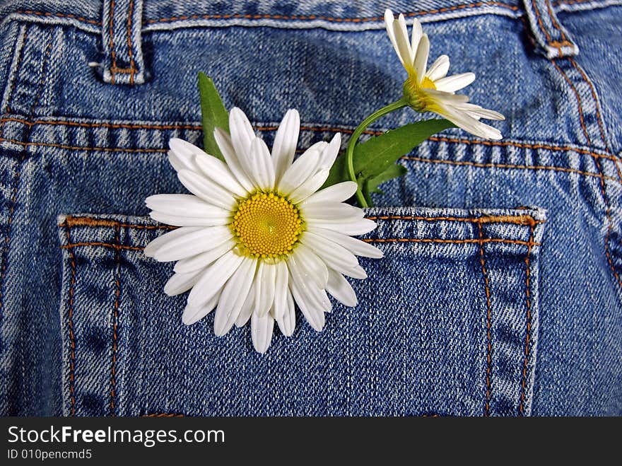 Summer daisies in a back blue jean pocket. Summer daisies in a back blue jean pocket.