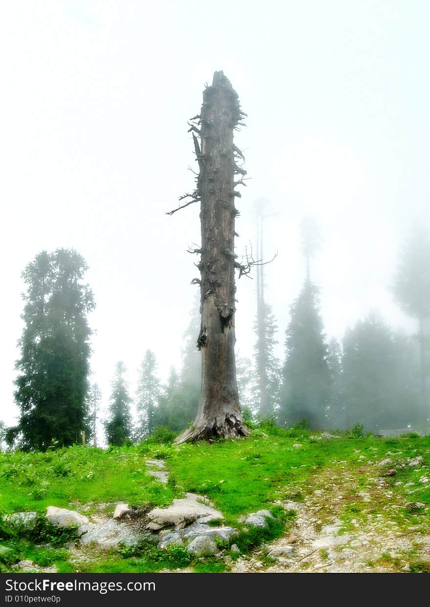 Dead Tree In Foggy Landscape