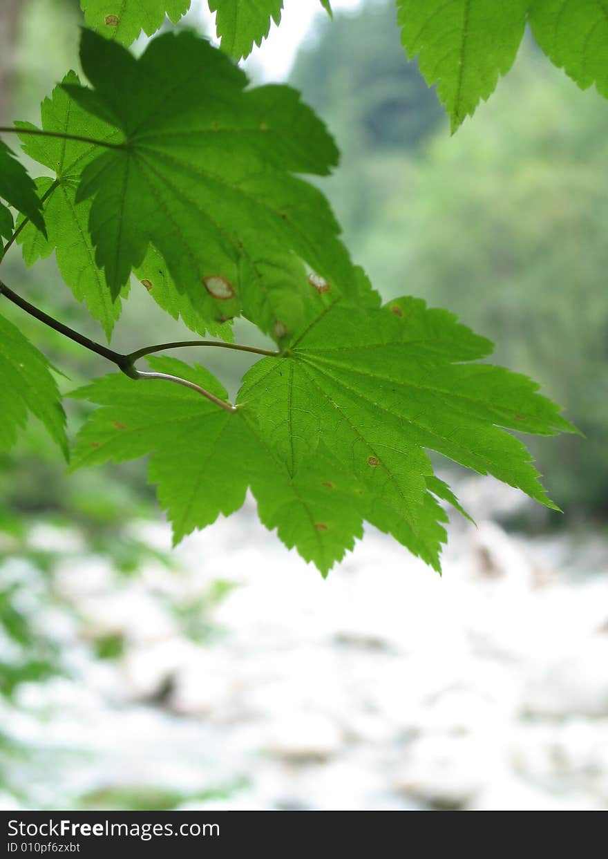 Green Leaves