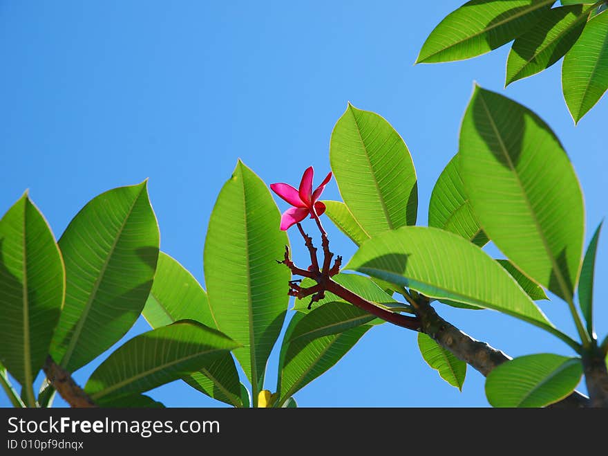 Beautiful Tree