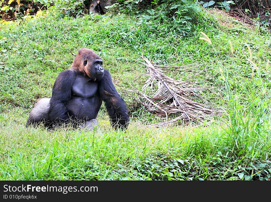 Young Male Silver Back Gorilla. Young Male Silver Back Gorilla