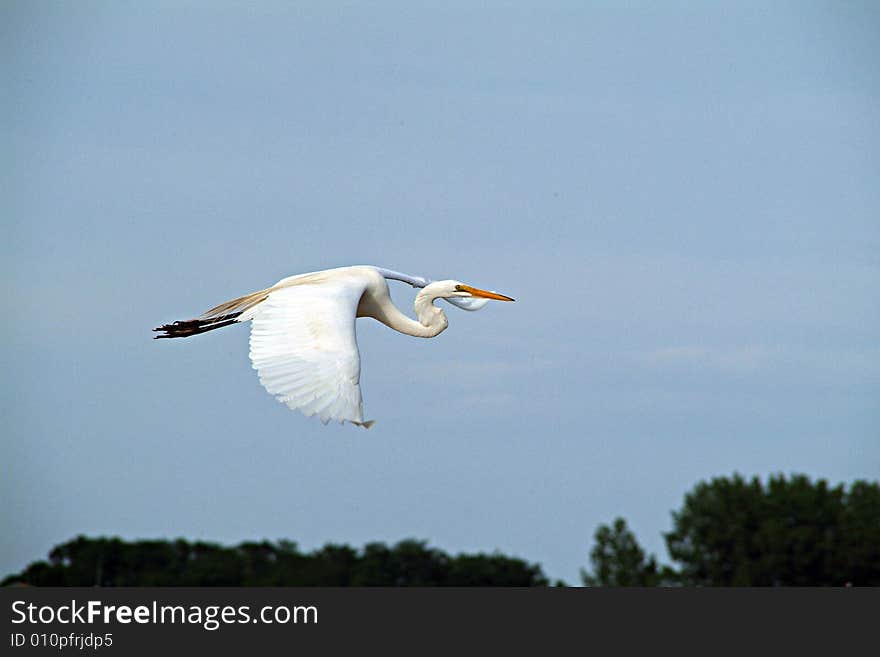 Flying egret