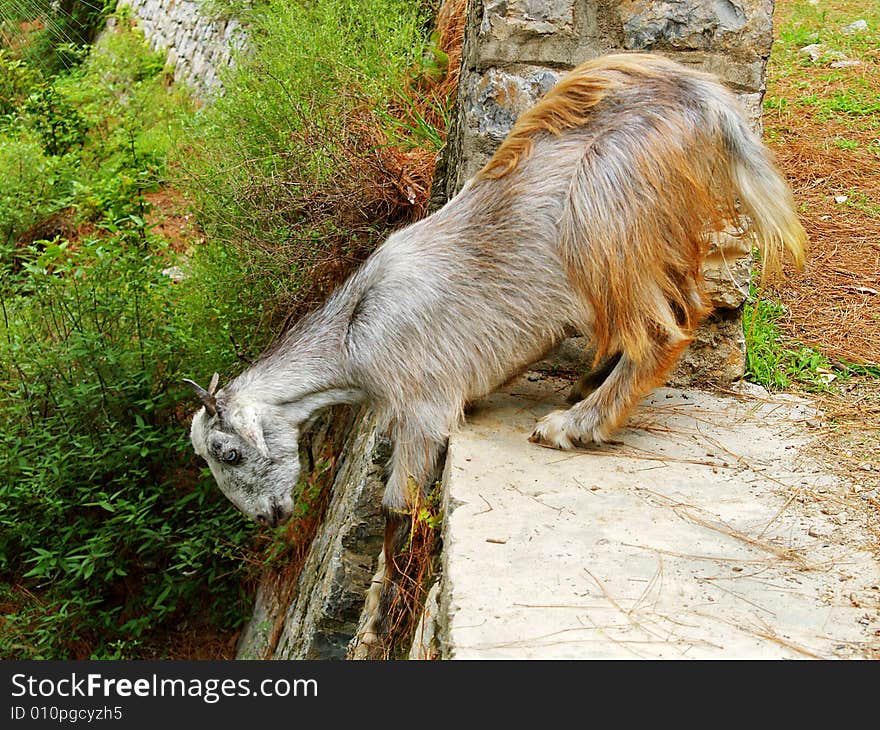 A mountain goat reading to jump over the edge. A mountain goat reading to jump over the edge.