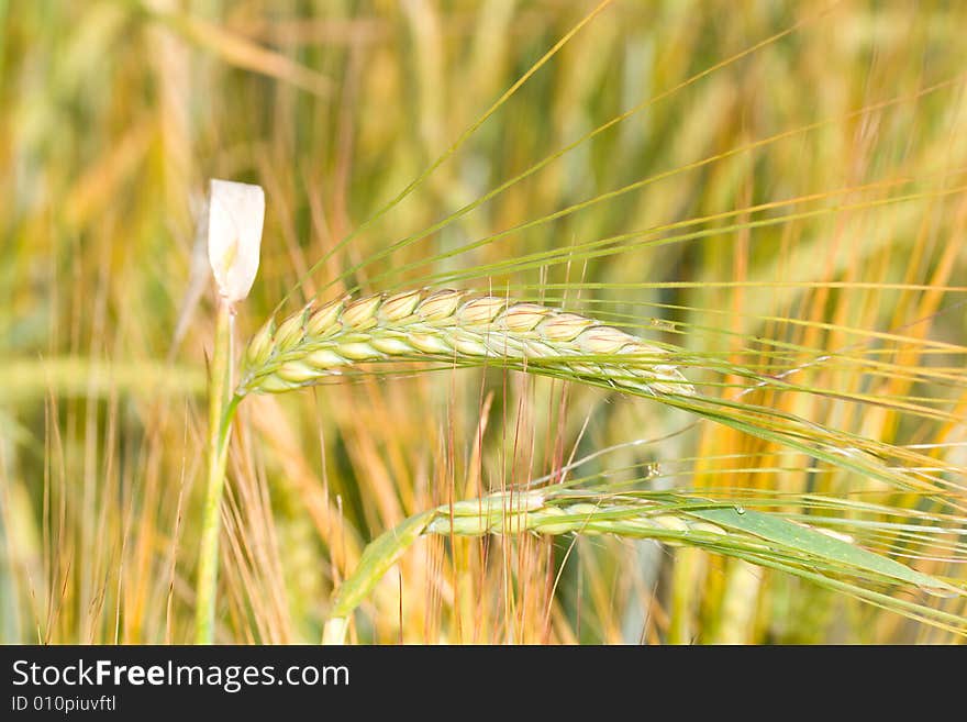 Wheat spikelet